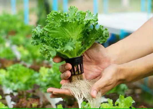 Der-ultimative-Anfänger-Guide-Die-richtige-Pflanzenwahl-und-das-perfekte-Anbausystem-finden organic-design.com