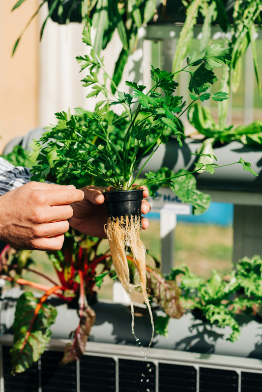 Nährstofflösungen-für-Anfänger-Der-ultimative-Guide-für-perfekte-Pflanzenernährung organic-design.com