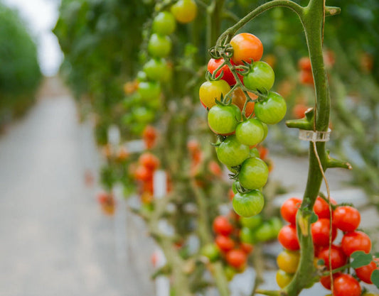 Hydroponik-Tomatenanbau-für-Anfänger-7-Tipps-für-perfekte-Ernte organic-design.com