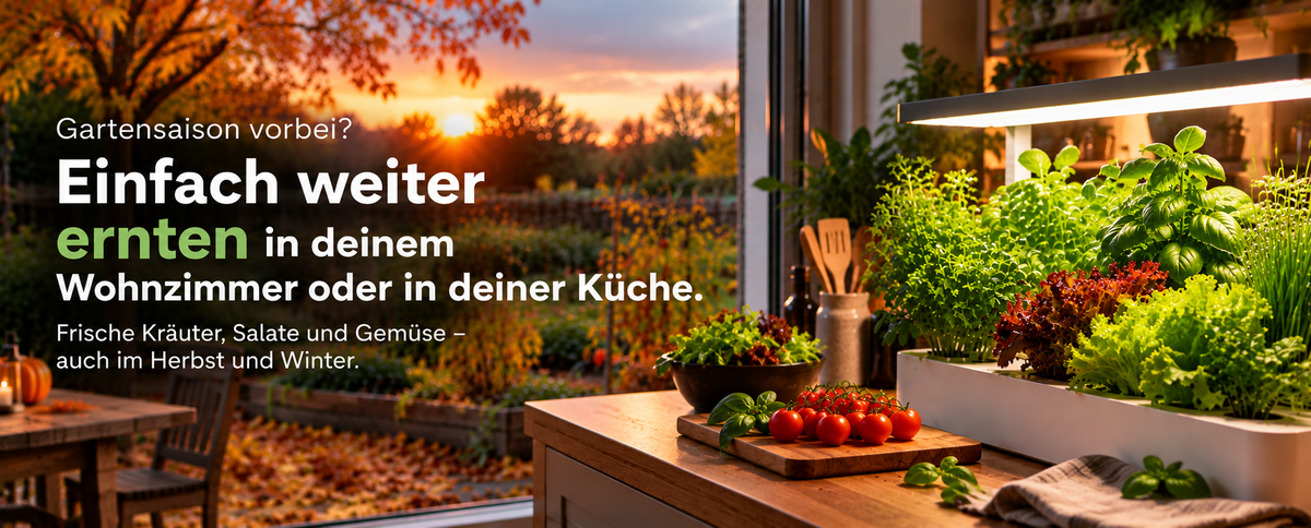Herbstgarten und Indoor-Garten in der Küche mit Kräutern und Salat