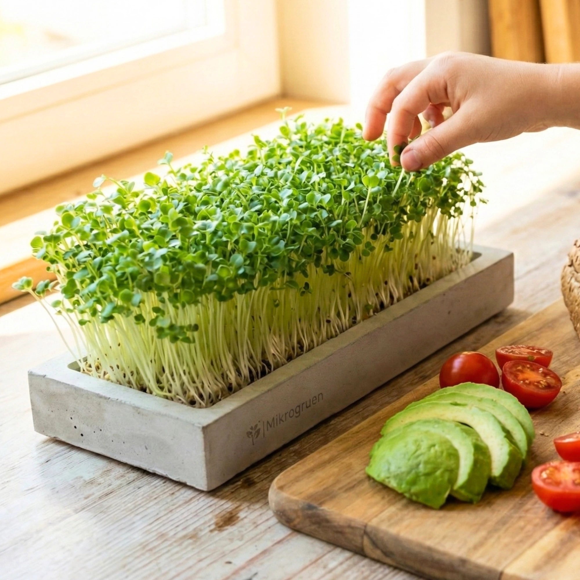 Microgreens Starter-Set 3 Sorten