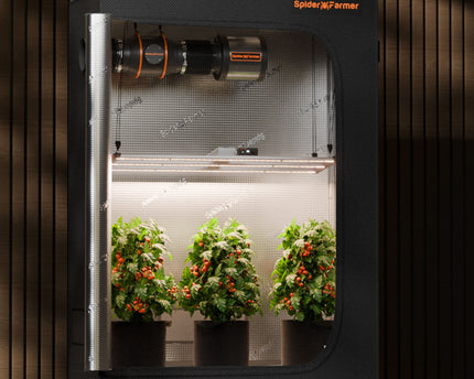 Professioneller Indoor-Anbau mit Spider Farmer G4500 320W LED-Beleuchtung