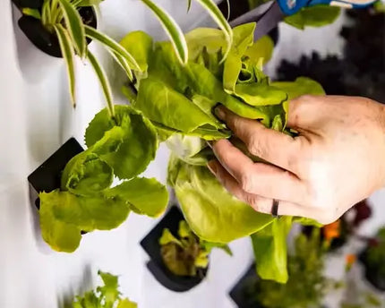 Smart-Wall indoor-Garten - organic-design.com