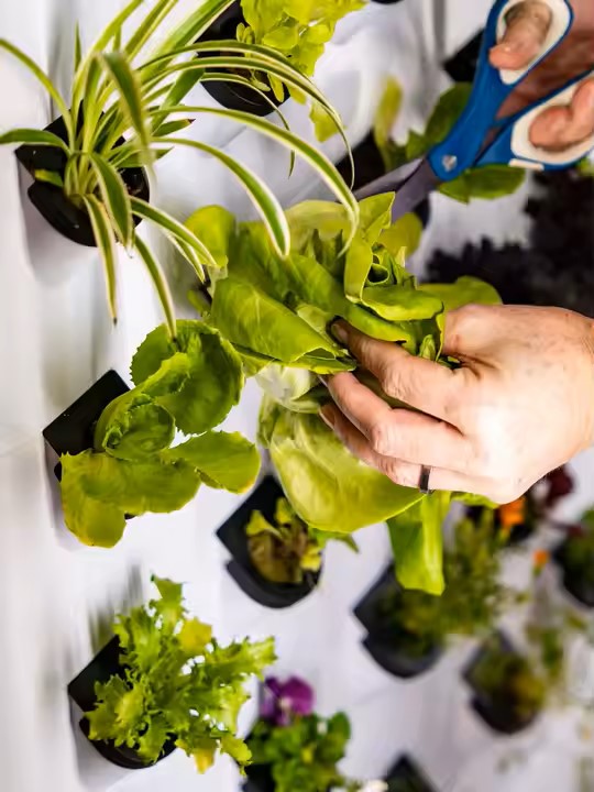 Smart-Wall indoor-Garten