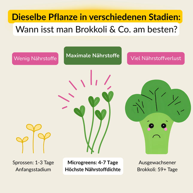 Microgreens Starter-Set 3 Sorten Pflanzenstadien