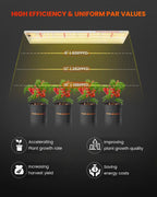 Spider Farmer SF300 33W LED-Pflanzenlampe Abstände Wachstum