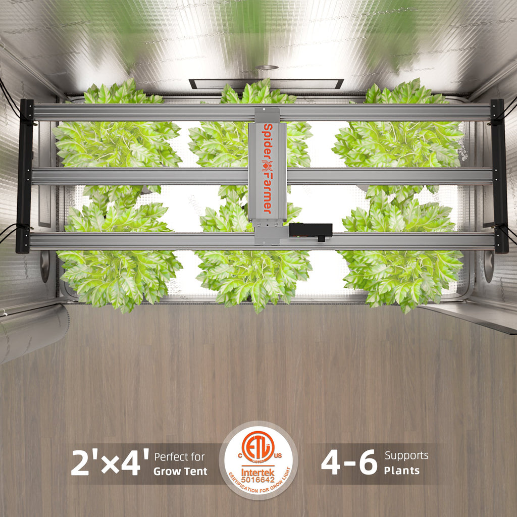 Gesunde Pflanzen unter Spider Farmer G4500 LED-Vollspektrum-Beleuchtung