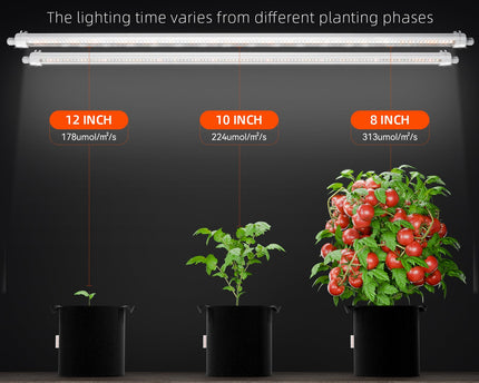 Spider Farmer® Glow80 Pflanzabstand-Empfehlung - Optimale Abdeckung für gesundes Wachstum
