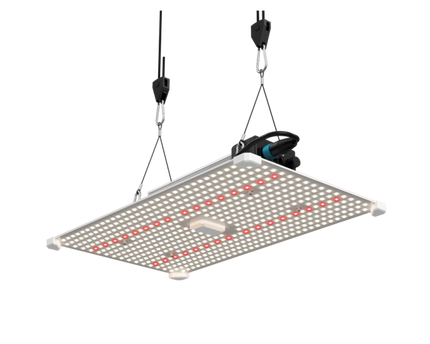 Lumii Black 200W Pflanzenlicht 