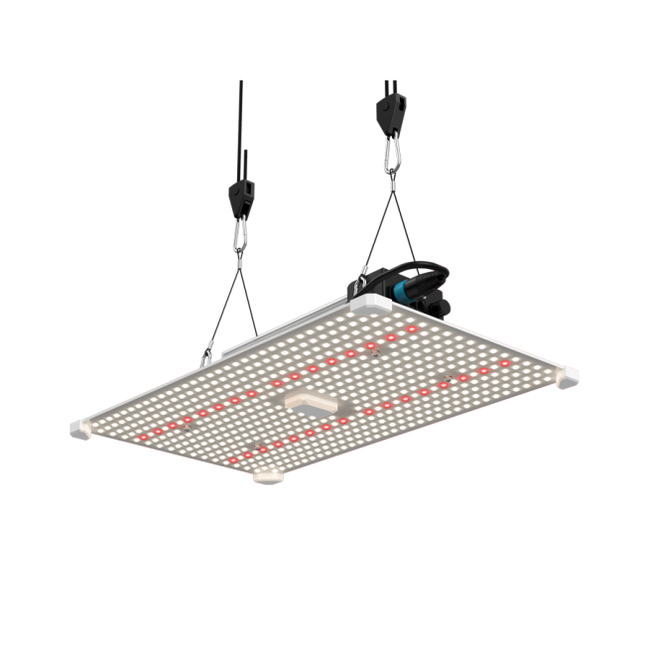 Lumii Black 200W Pflanzenlicht 