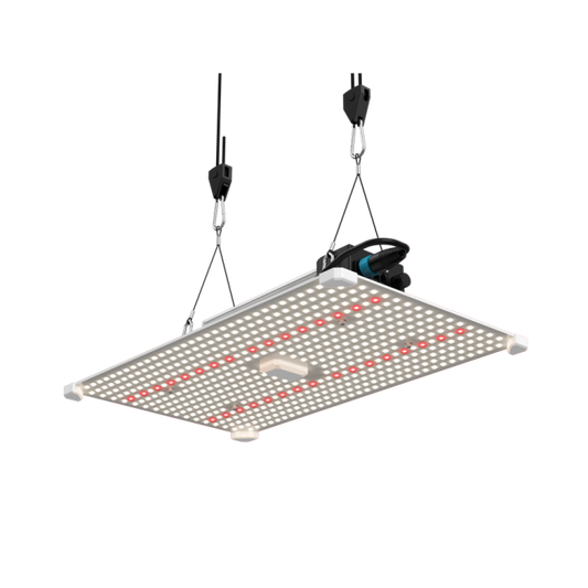 Lumii Black 200W Pflanzenlicht 