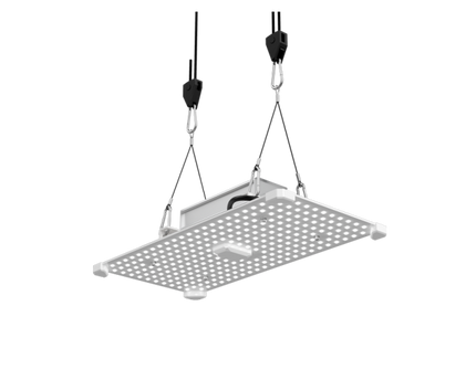Lumii Black 100W Pflanzenlicht 