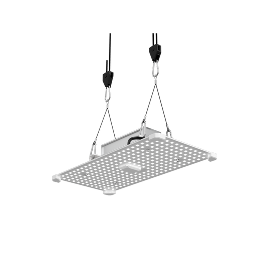 Lumii Black 100W Pflanzenlicht 