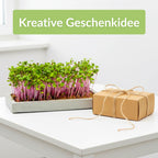 Microgreens Starter-Set 3 Sorten Geschenkidee