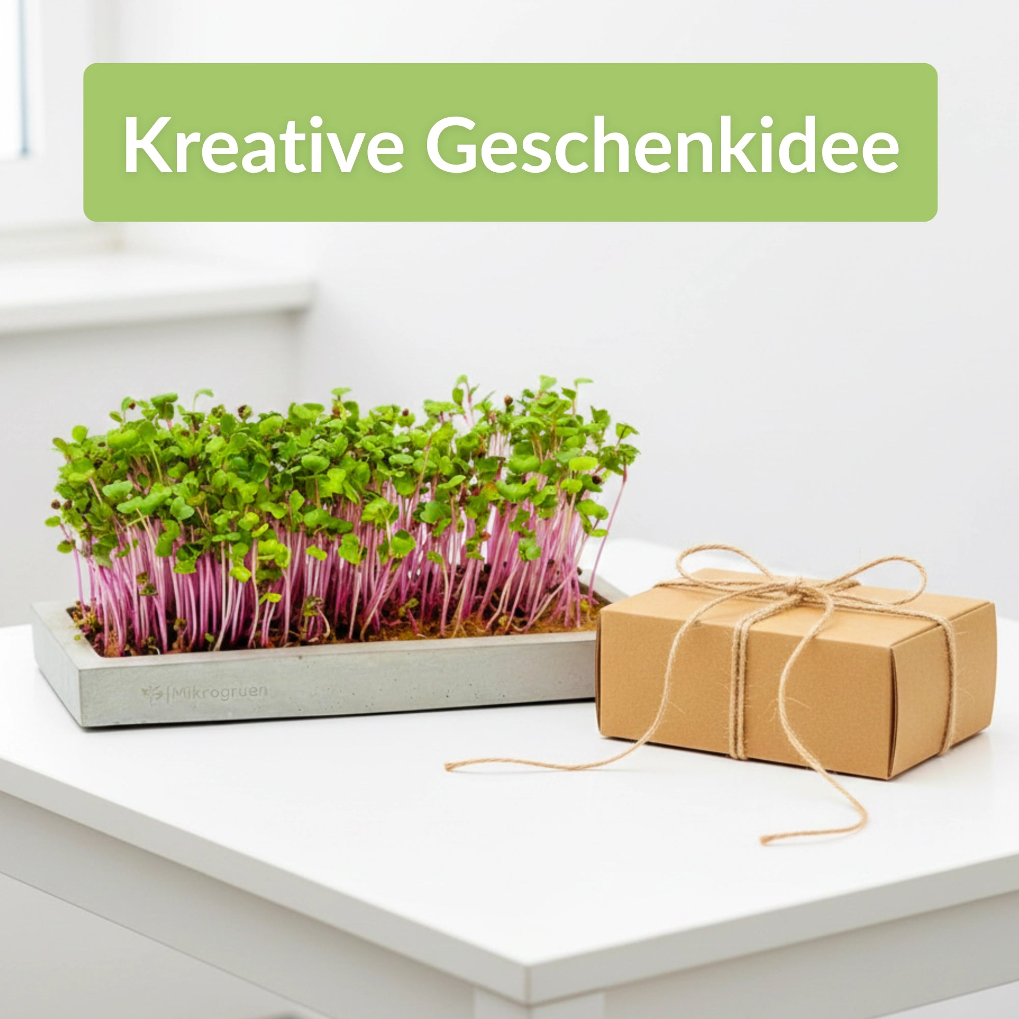 Microgreens Starter-Set 3 Sorten Geschenkidee