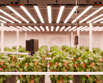 "High-PPFD Beleuchtung 800-1000 PPFD optimiert mit SensorPro Messungen"