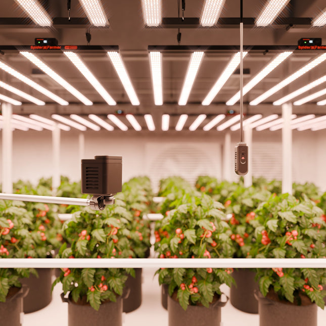 "High-PPFD Beleuchtung 800-1000 PPFD optimiert mit SensorPro Messungen"