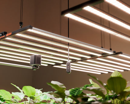 "Kommerzielle Indoor-Farm mit GGS SensorPro Kit für Ertragssteigerung"